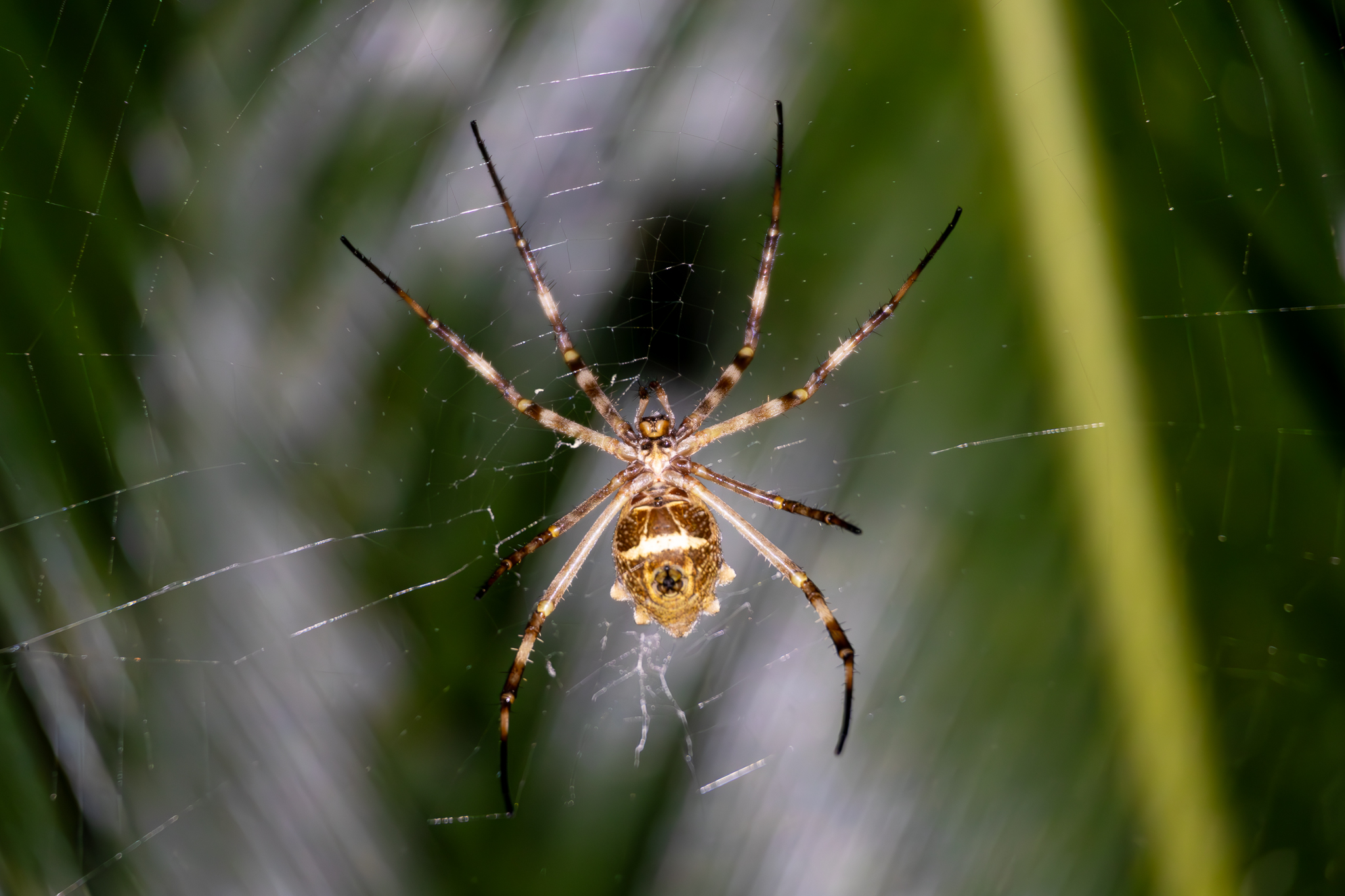 Aranha-de-prata