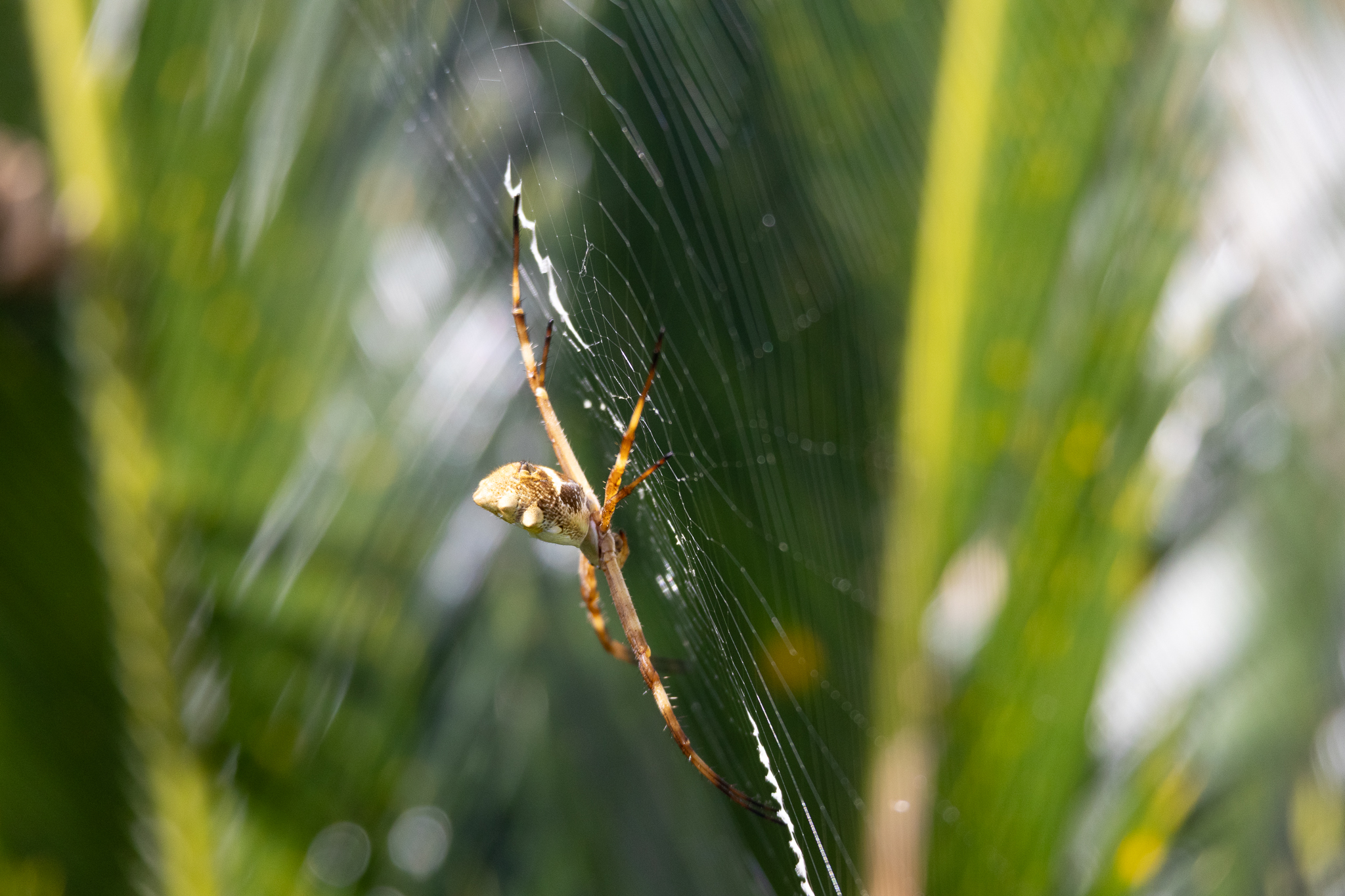 Aranha-de-prata