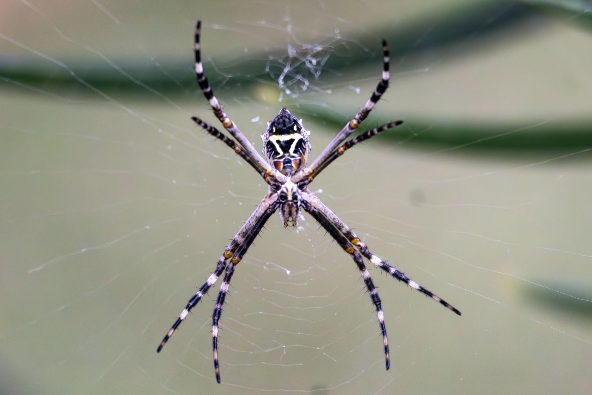 Aranha-de-prata