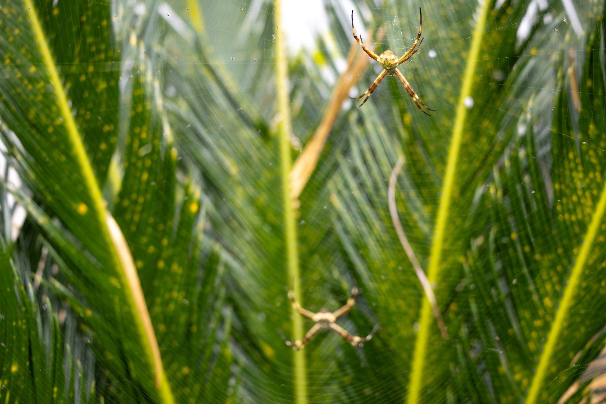 Aranha-de-prata