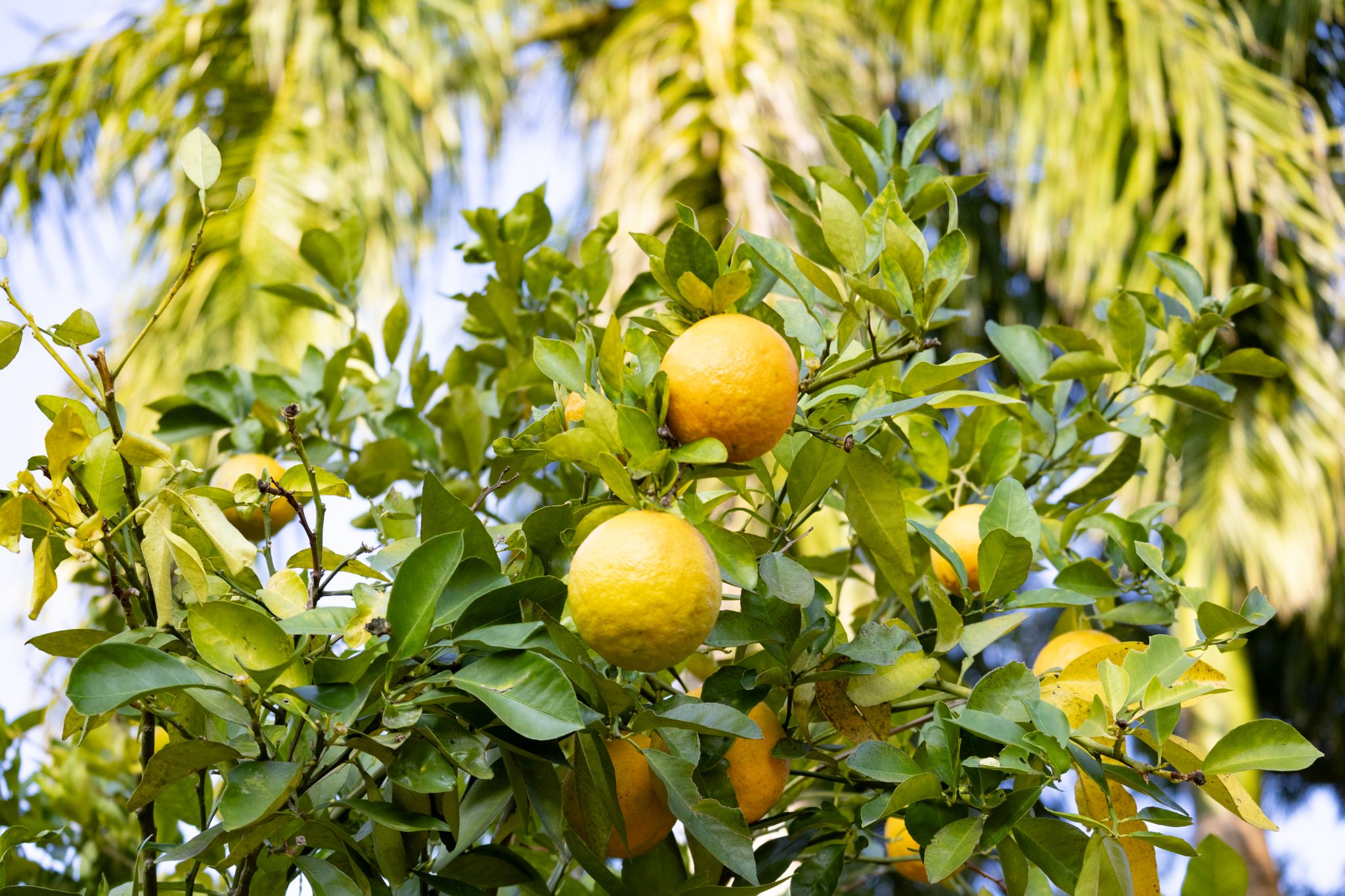 Orange Tree