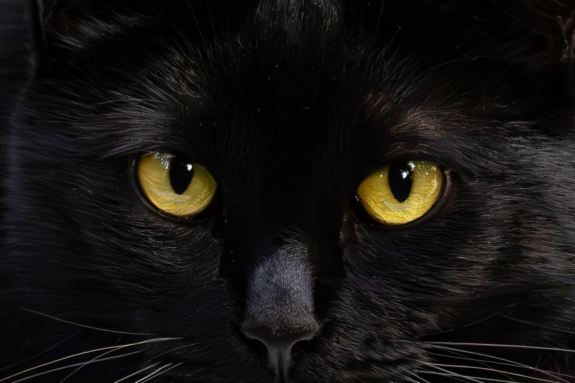 Black Cat