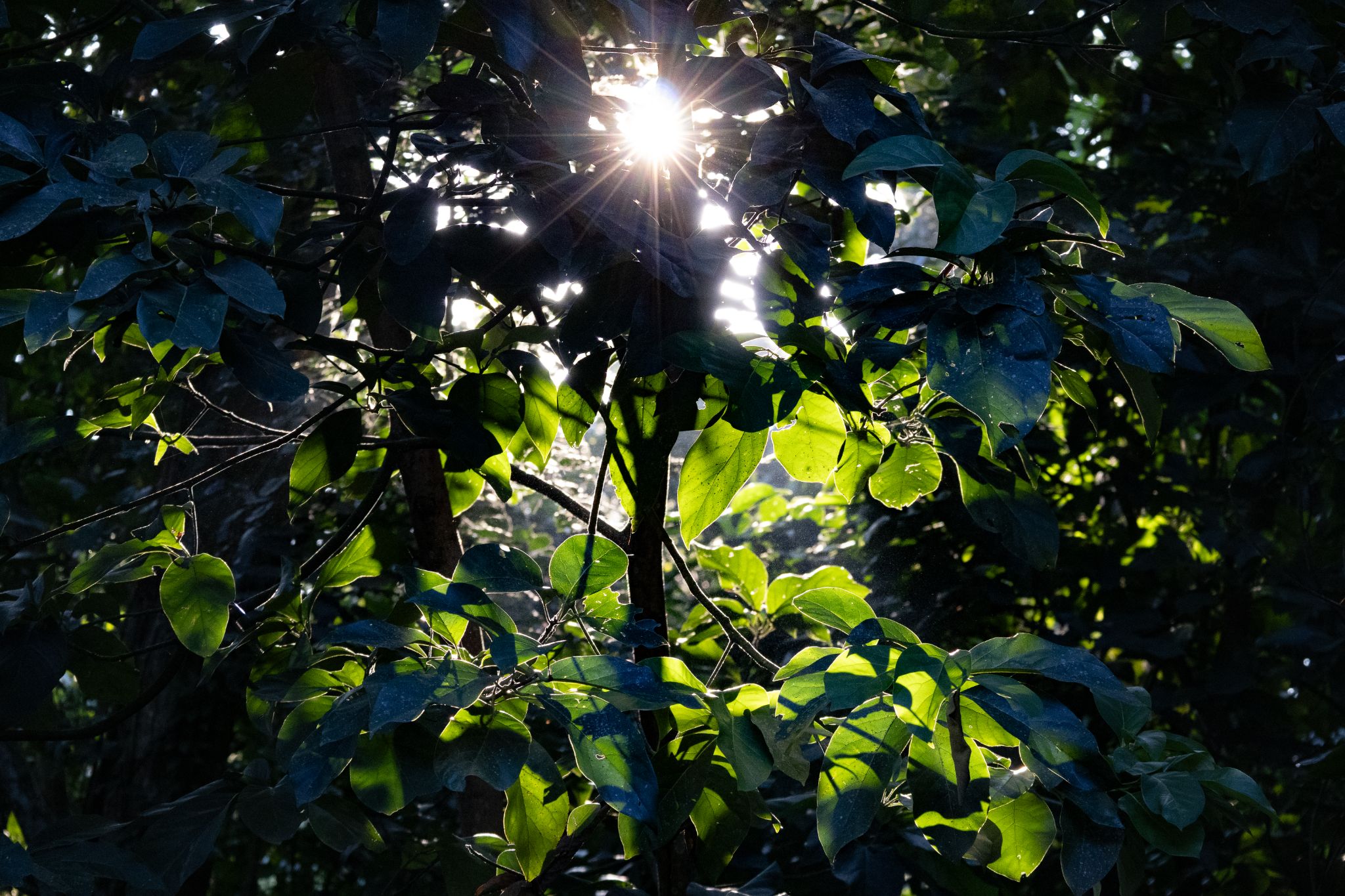 Dense forest