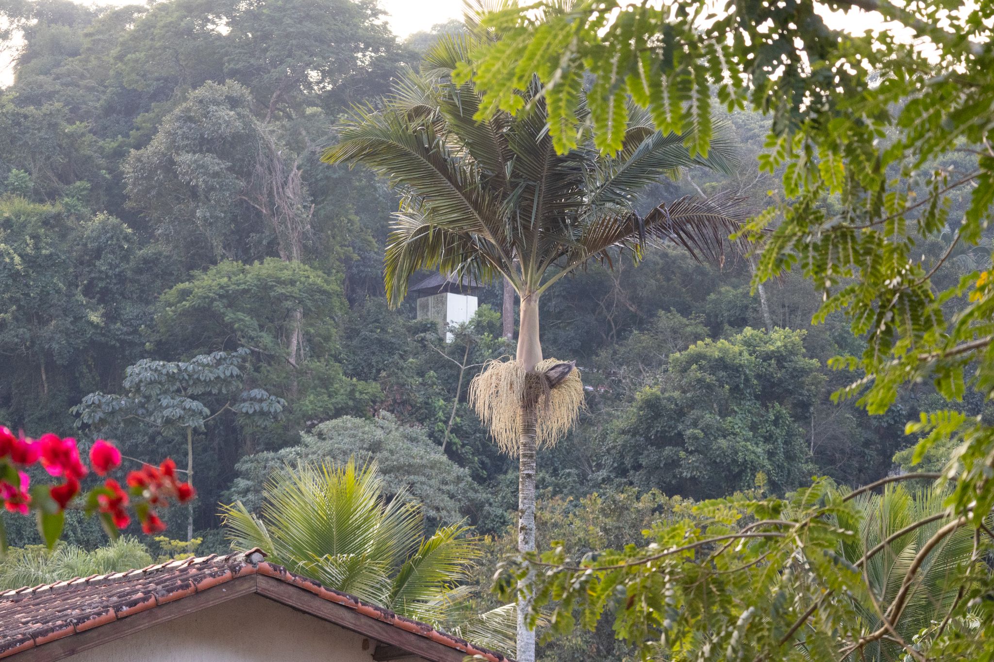 Granja Viana
