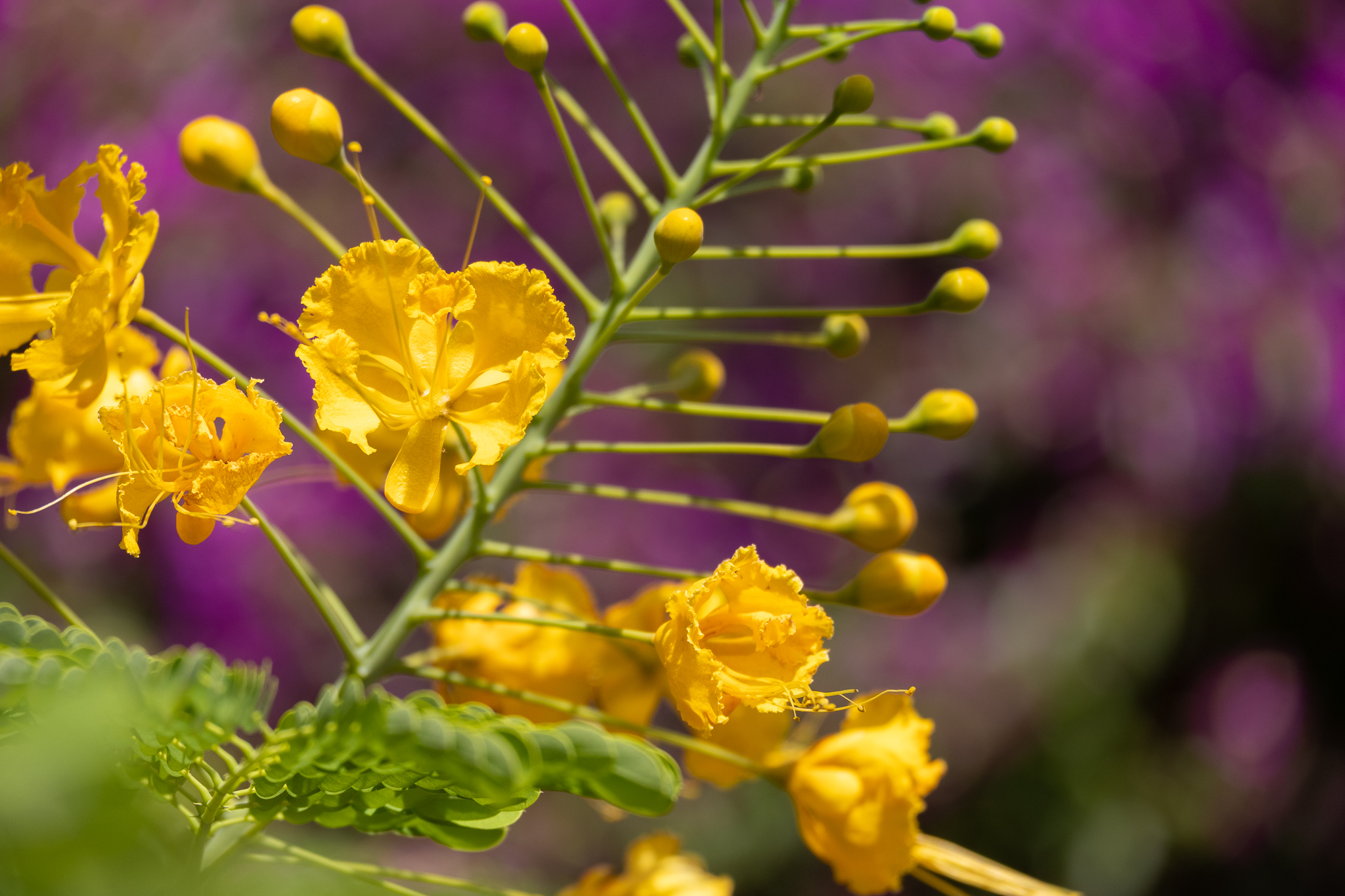 Mexican Holdback