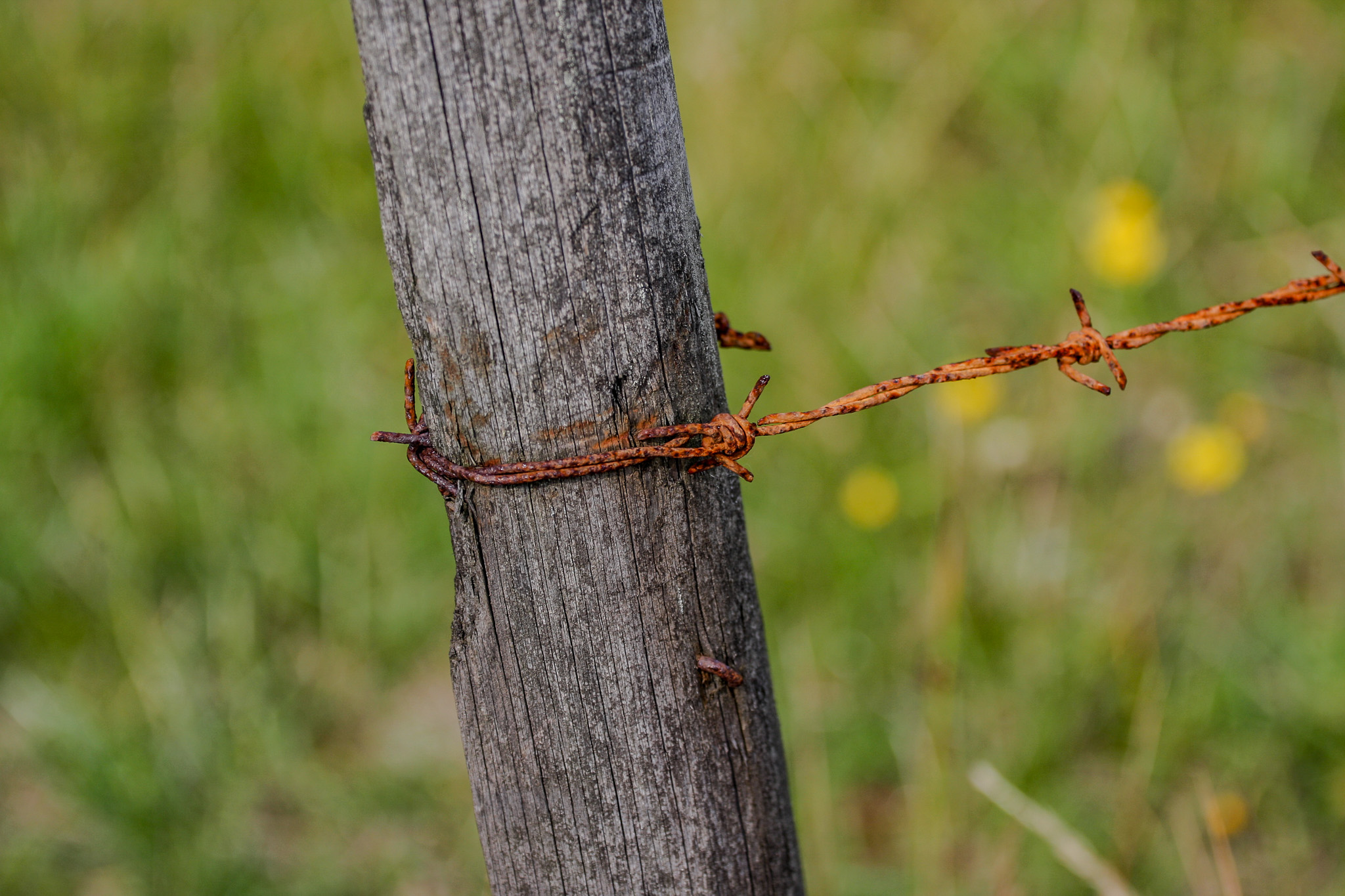 Old barbwire fence