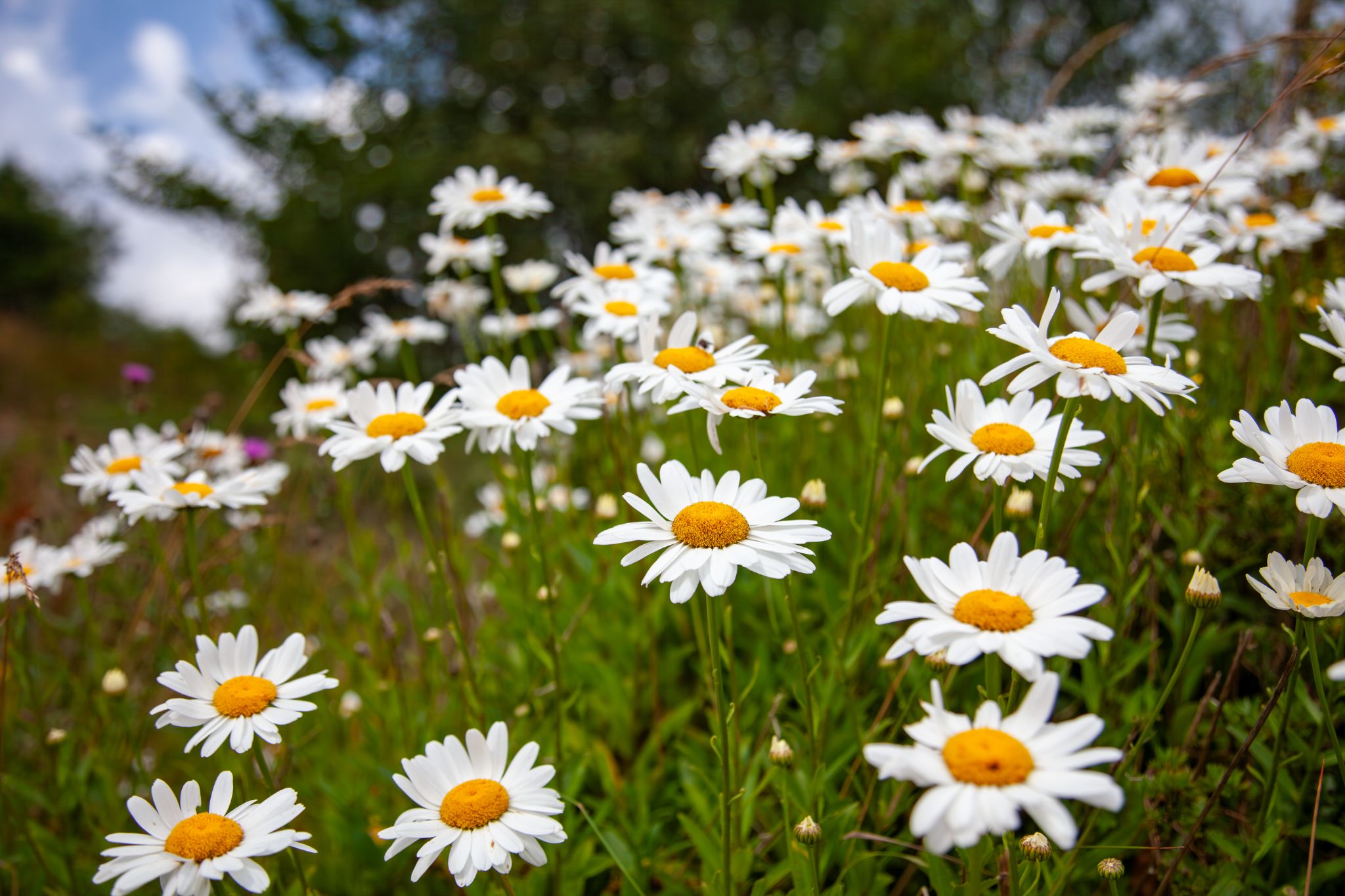 Summer meadow covered in oxeye daisies, Norway