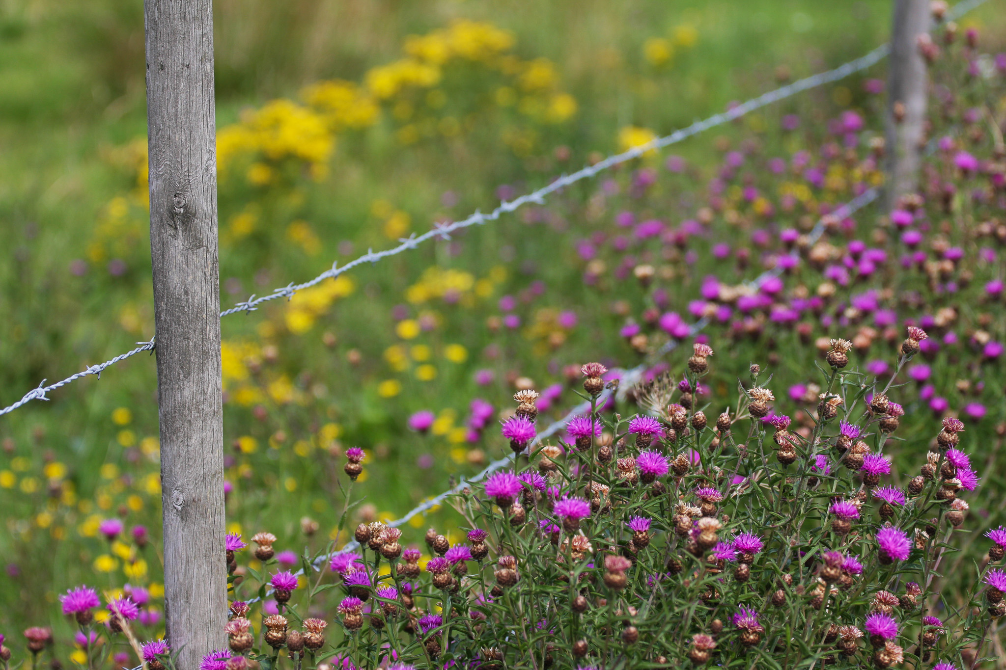 Roadside flowers