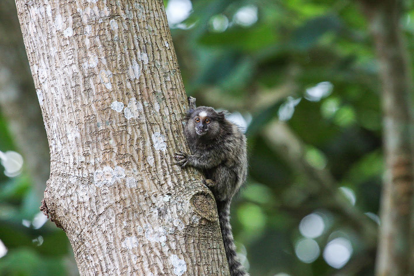 Sagui monkey, Brazil