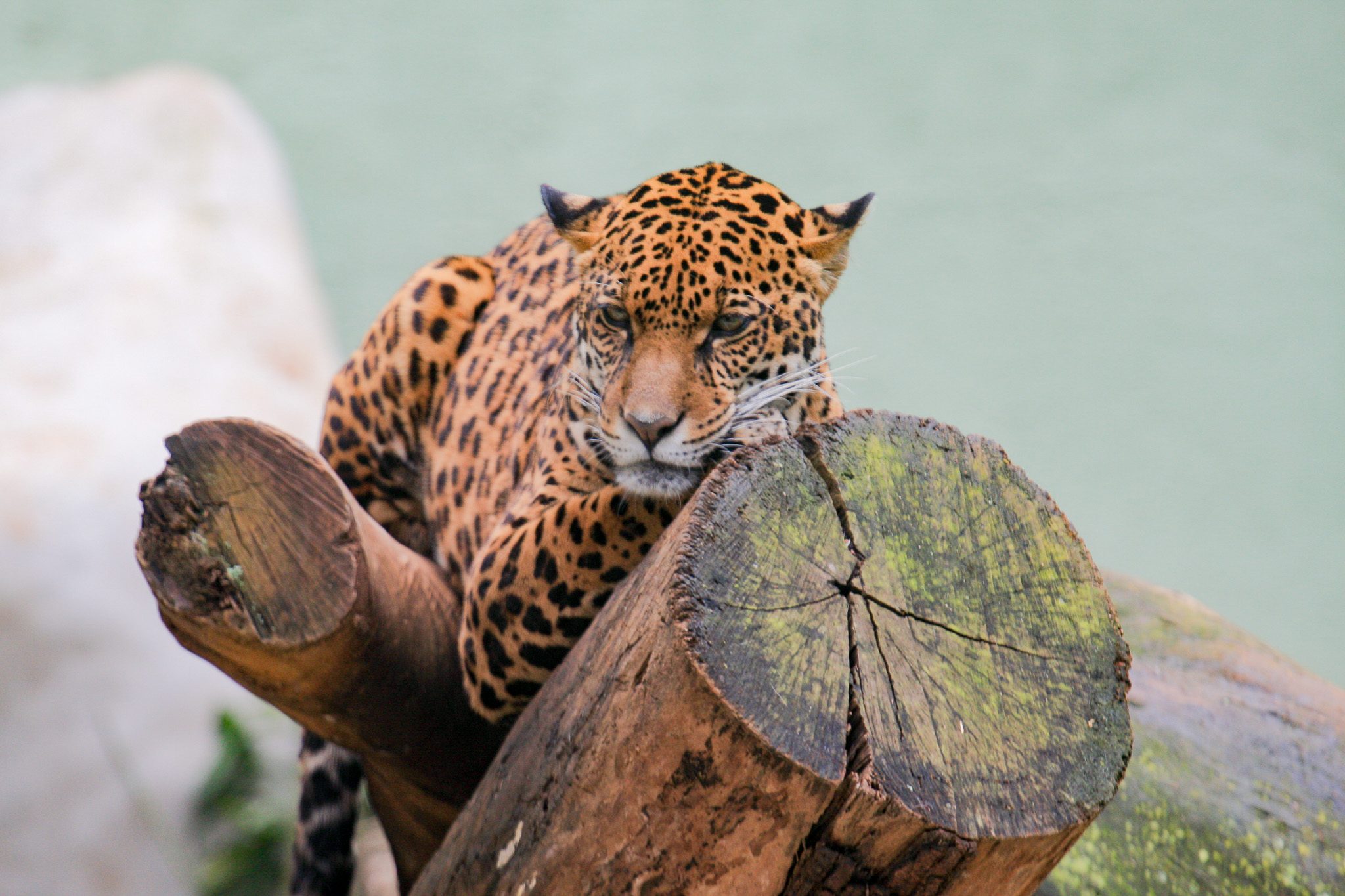 Leopard, Sâo Paulo Zoo