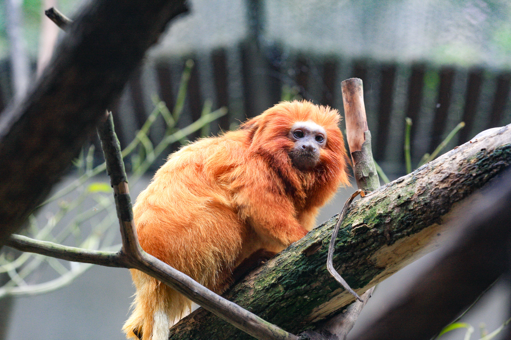 Golden Lion Tamarin, Sâo Paulo Zoo