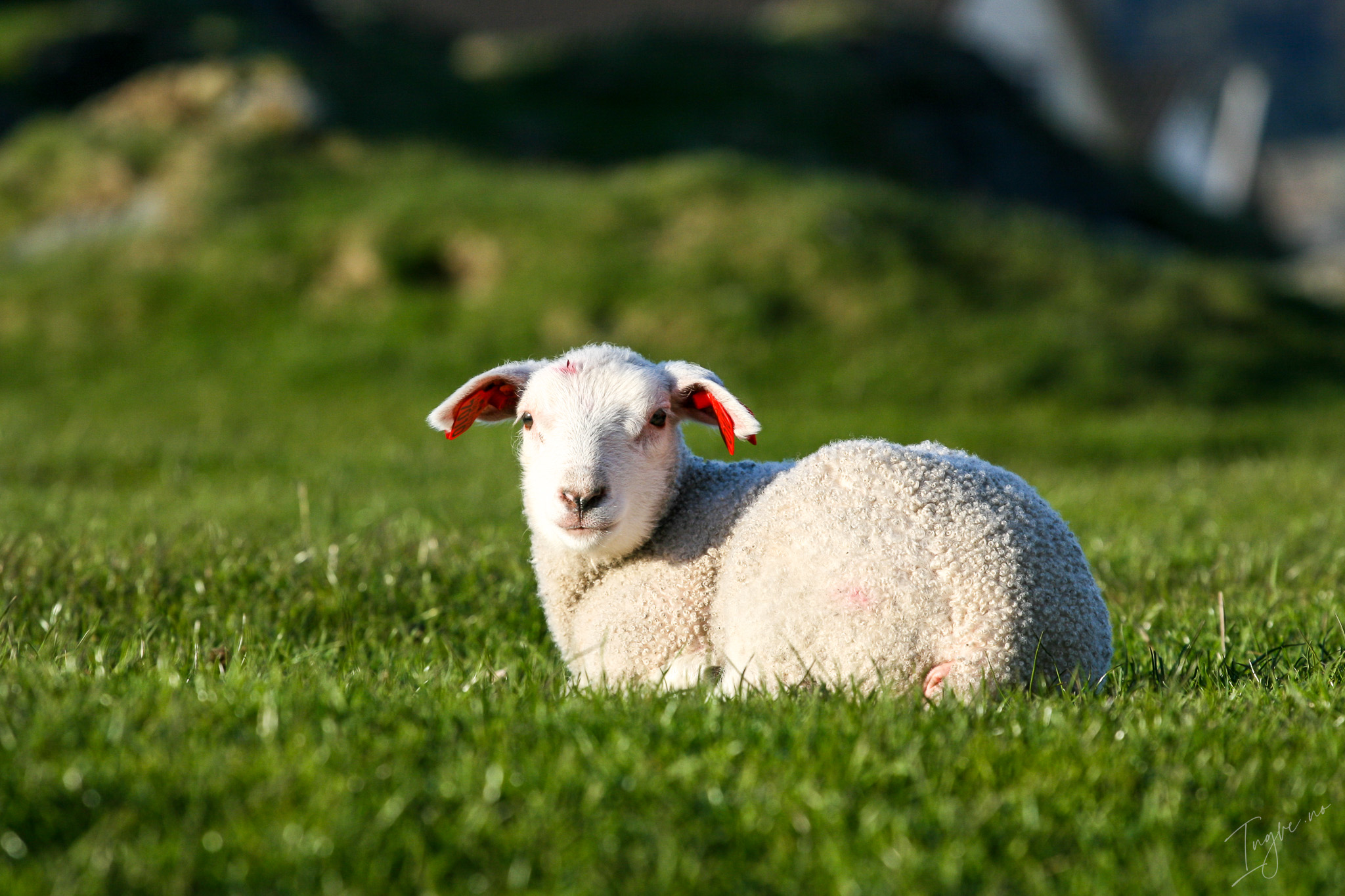 Lamb, Haugesund, Norway