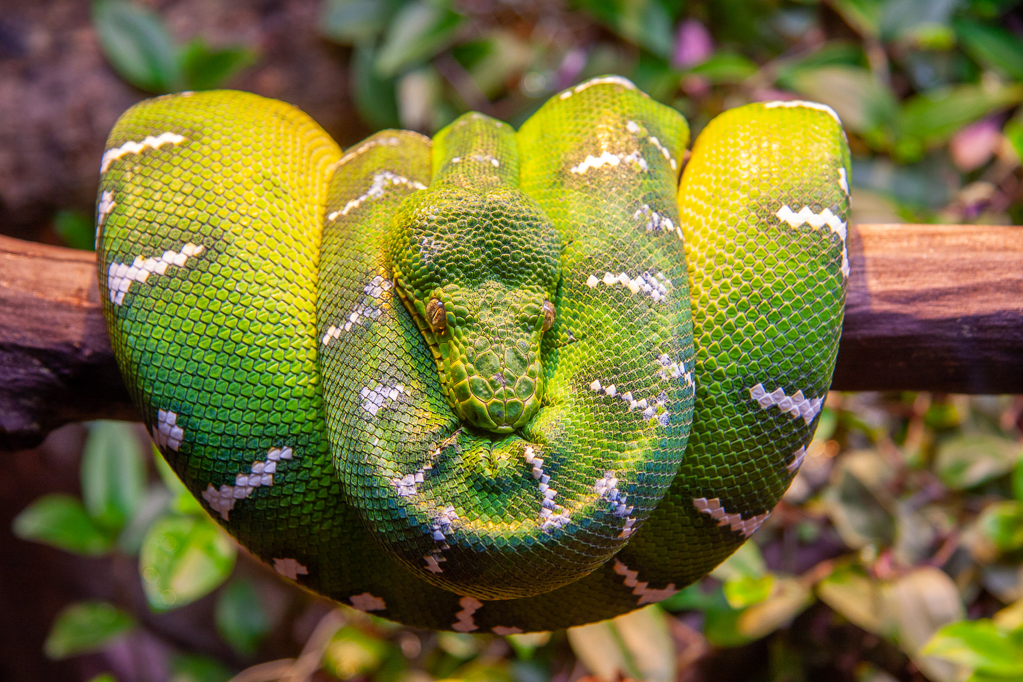 Emerald Tree Boa