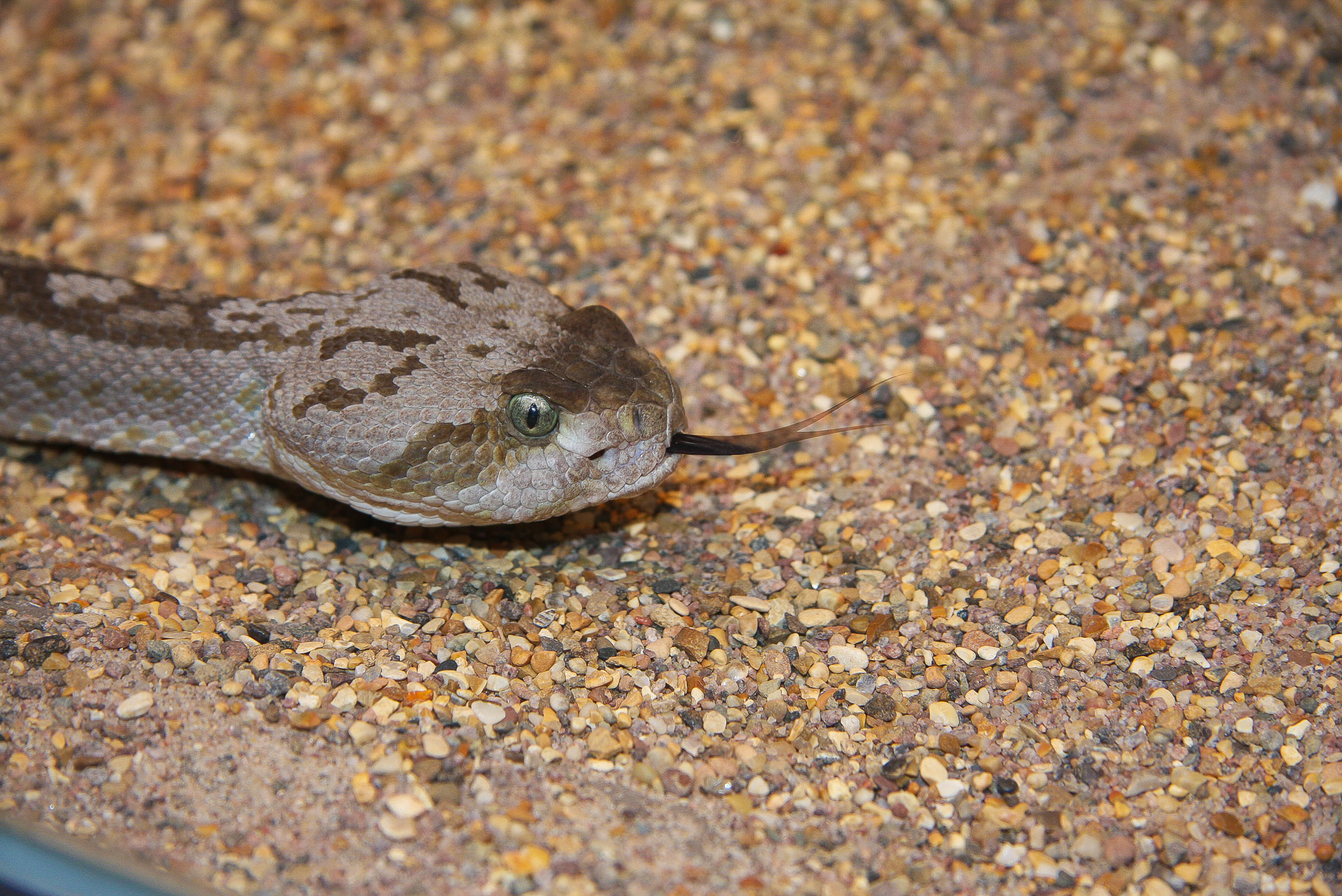 Snake, Stockholm Zoo